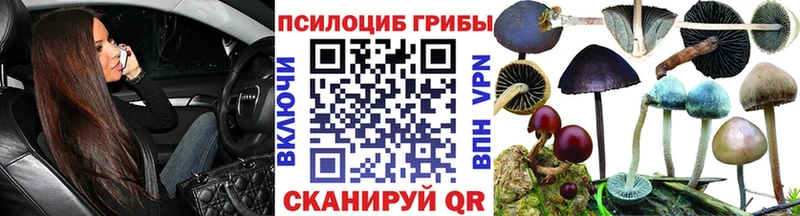 закладка  Дальнегорск  Псилоцибиновые грибы мицелий 